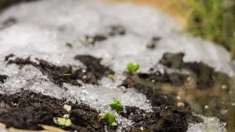 Winter to Spring Season Change Time Lapse Видео 128752239