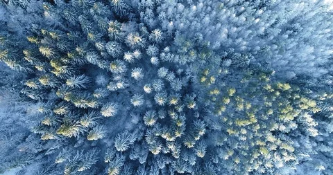 Winter Spruce and Pine Forest. Stock Footage 120871693