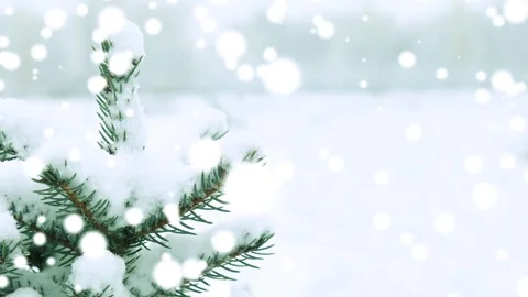 Winter spruce and snowfall. Winter time period. Stock Footage 255239886