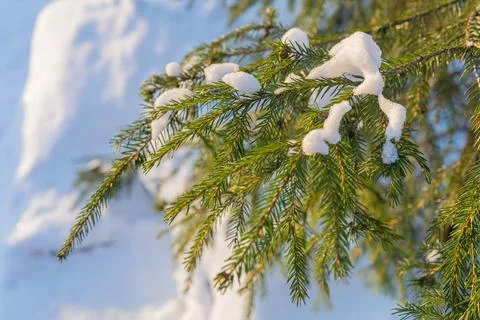 Winter spruce branch Stock Photos