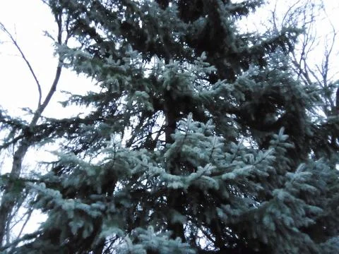 Winter spruce branches Stock Photos