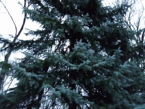 Winter spruce branches Stock Photos