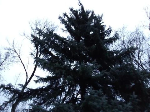 Winter spruce branches Stock Photos