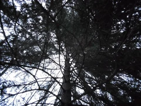 Winter spruce branches Stock Photos