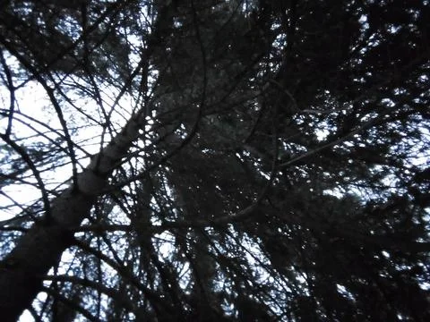 Winter spruce branches Stock Photos