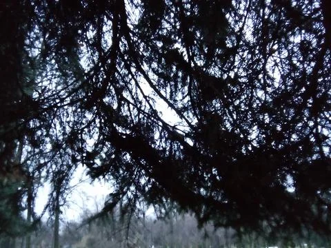 Winter spruce branches Stock Photos