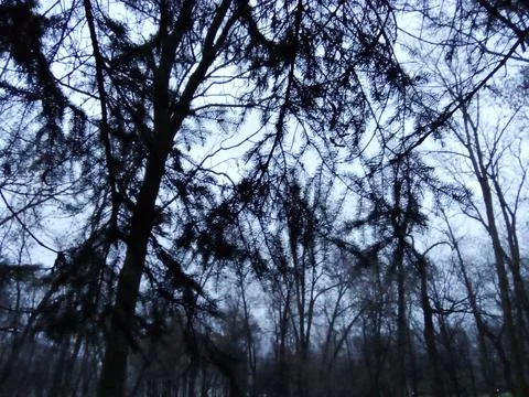 Winter spruce branches Stock Photos