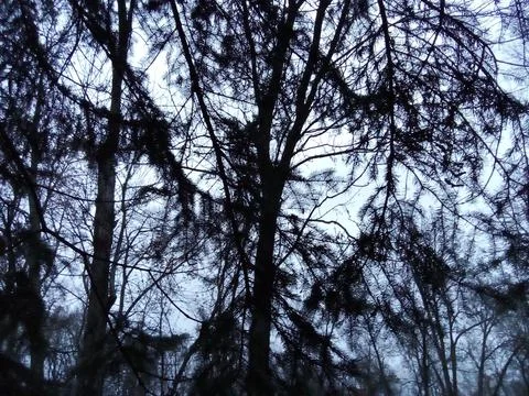 Winter spruce branches Foto stock