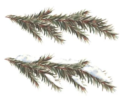 Winter spruce branches set Pine evergreen snowy coniferous trees. Watercolor Stock Illustration