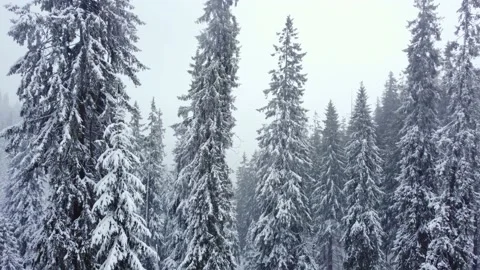 Winter spruce forest and mountains from air. Winter landscape. aerial drone shot Видео 169159786