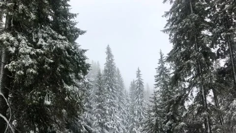 Winter spruce forest and mountains. Winter landscape. snowfall Stock Footage 169160820