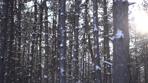 Winter spruce forest covered with snow Stock Footage 146778669