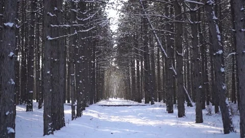 Winter spruce forest covered with snow Stock Footage 146778872