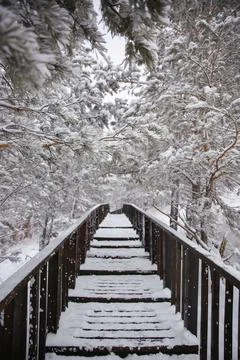 Winter spruce forest covered with snow in a cozy Park. Nature snow landscape. Stock Photos