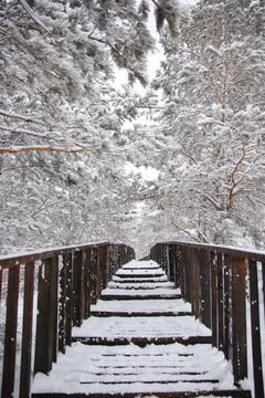 Winter spruce forest covered with snow in a cozy Park. Nature snow landscape. Stock Photos