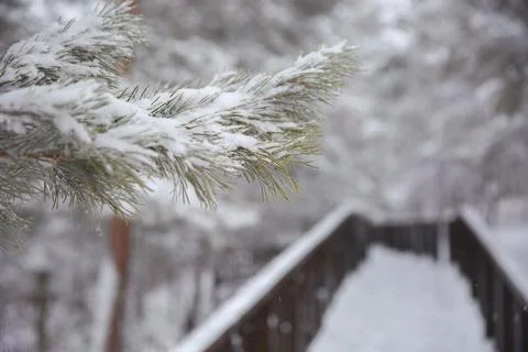 Winter spruce forest covered with snow in a cozy Park. Nature snow landscape. Stock Photos