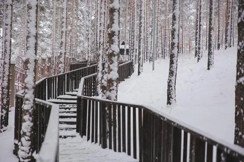 Winter spruce forest covered with snow in a cozy Park. Nature snow landscape. Stock Photos
