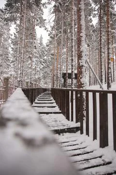 Winter spruce forest covered with snow in a cozy Park. Nature snow landscape. Stock Photos