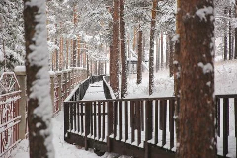 Winter spruce forest covered with snow in a cozy Park. Nature snow landscape. Stock Photos