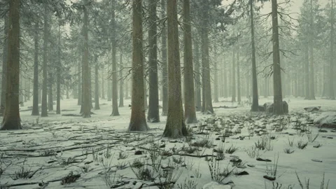 Winter in a spruce forest covered with white fluffy snow Vídeos de archivo 236321581