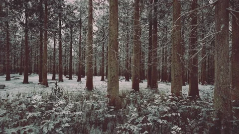 Winter in a spruce forest covered with white fluffy snow Stock Footage 238687031