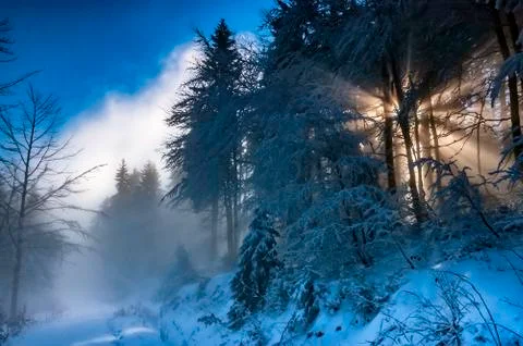 Winter spruce forest Stock Photos