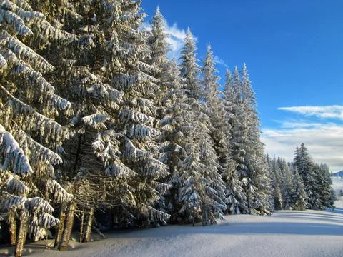 Winter Spruce Forest in Pristine Snow Stock Photos