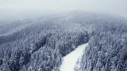 Winter spruce forest, white trees. aerial drone shot Stockbeeldmateriaal 227181174