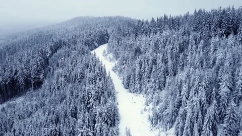 Winter spruce forest, white trees. aerial drone shot Video stock 227181364