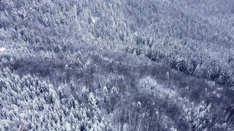 Winter spruce forest, white trees. aerial drone shot Stock Footage 227181778