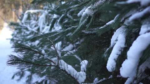 Winter spruce forest, young spruce covered with snow Stock Footage 146778407