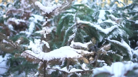 Winter spruce forest, young spruce covered with snow Stock Footage 146778454