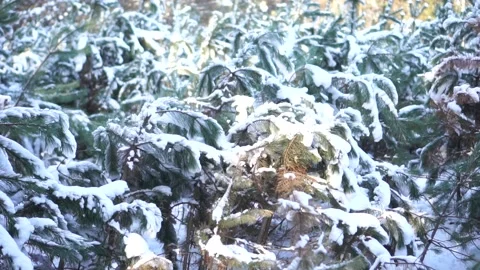 Winter spruce forest, young spruce covered with snow Stock Footage 146778499