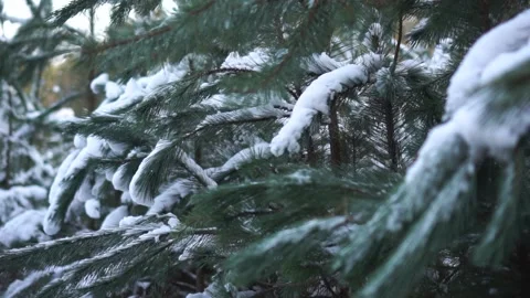 Winter spruce forest, young spruce covered with snow Stock Footage 146778594