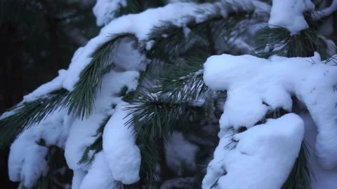 Winter spruce forest, young spruce covered with snow Stock Footage 146778617