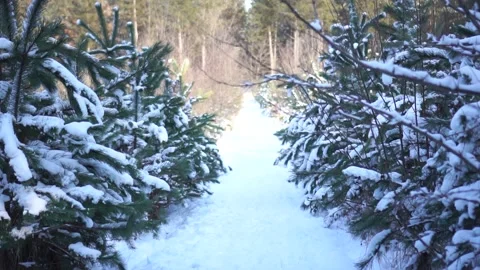 Winter spruce forest, young spruce covered with snow Stock Footage 146778618