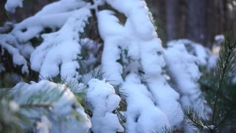 Winter spruce forest, young spruce covered with snow Stock Footage 146778622