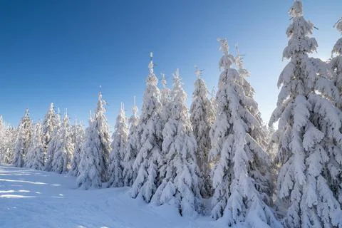 Winter spruce trees with sun rays. Trees covered in deep snow. Stock Photos