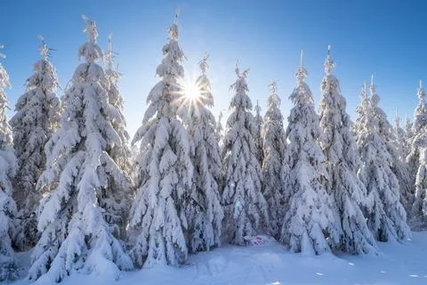 Winter spruce trees with sun rays. Trees covered in deep snow. Stock Photos