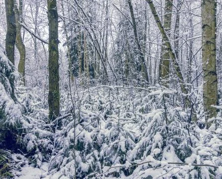 Winter spruce under soft white blanket, Evergreen limbs sag gently beneath cold Stock Photos
