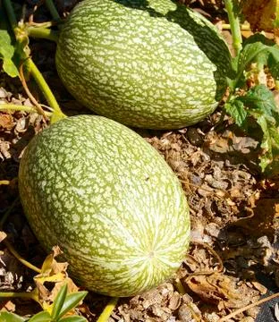 The winter squash closeup in the field Foto stock