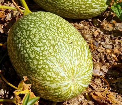 The winter squash closeup in the field Stock Photos