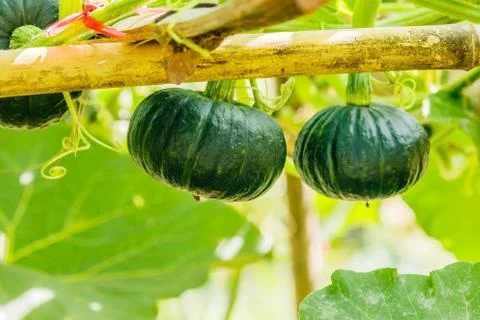 Winter squash, or Pumpkin on its tree Stock Photos