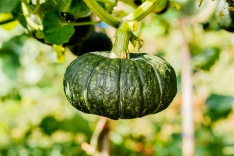 Winter squash, or Pumpkin on its tree Stock Photos