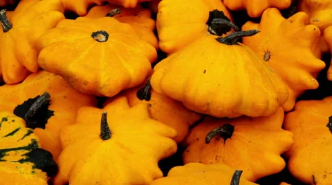 Winter squashes. Stock Footage 42123947