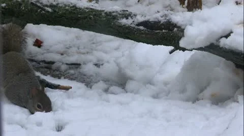 Winter Squirrel 1 Stock Footage 18194392