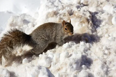 Winter Squirrel Stock Photos