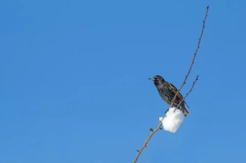 Winter starling Stock Photos