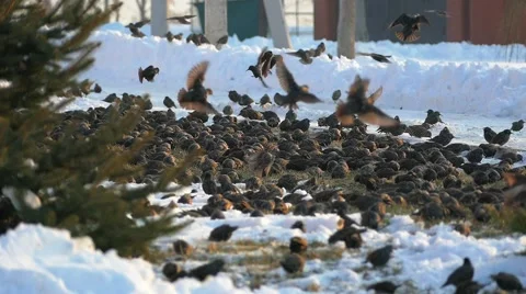In winter, starlings arrived. Vidéo 60798722