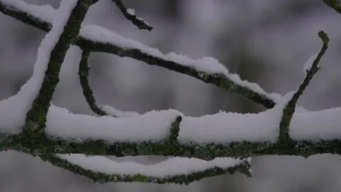 Winter stillness- tree branches under heavy sno Stock Footage 319985903
